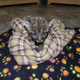 Illustration for article titled ZOMG BABY FLORIDA PANTHER!!!